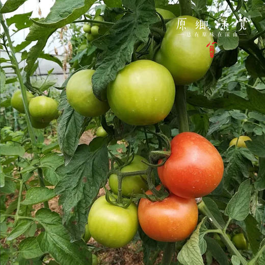有机西红柿/番茄（基地直发-顺丰快递）| 3斤/4.5斤，来自广州从化，生产者：郭锐【合作生产，公平贸易】 商品图5