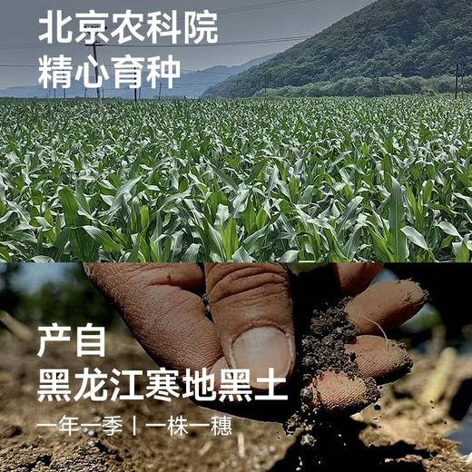 [屁侠推荐]下厨房 双生蜜糯玉米 北京农科院玉米研究中心新品种  220g/根 周四 商品图4