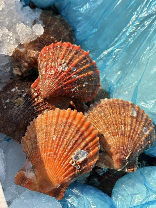 乳山栉孔小扇贝 商品图1