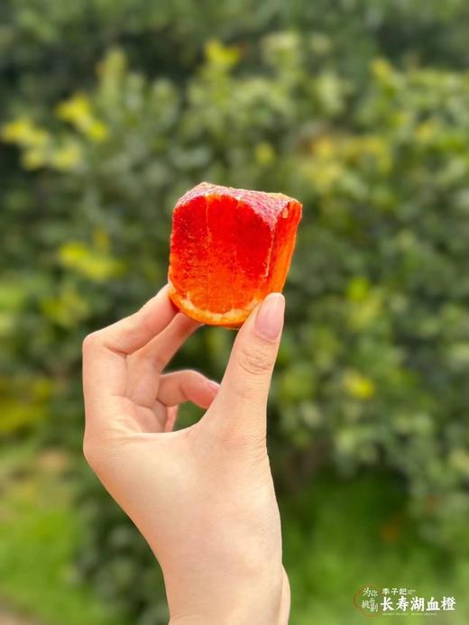 【会员21.5/4颗】李子妃重庆垫江长寿湖血橙 商品图8