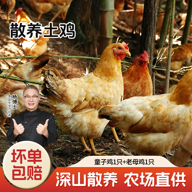【杨博士 母子组合】杨博士深山散养土鸡+童子鸡套餐总净重3.1-4.0斤