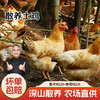 【杨博士 母子组合】杨博士深山散养土鸡+童子鸡套餐总净重3.1-4.0斤 商品缩略图0