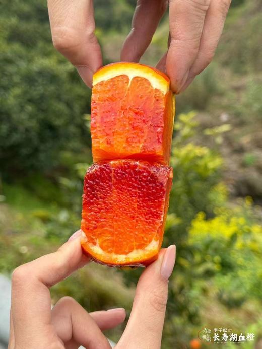 【会员21.5/4颗】李子妃重庆垫江长寿湖血橙 商品图2