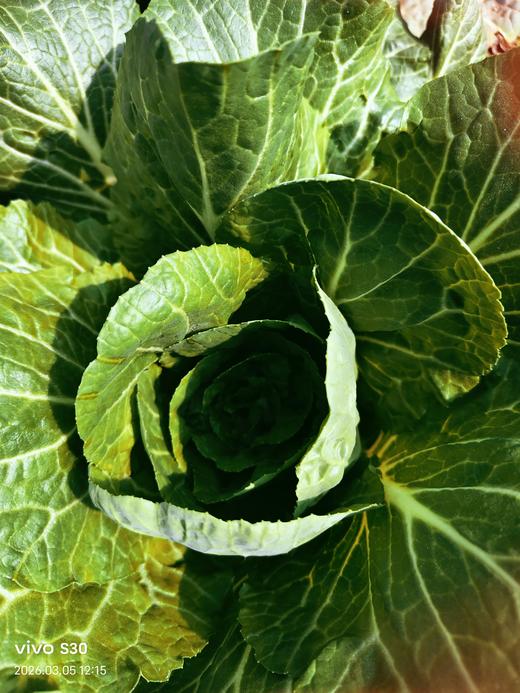 新鲜小白菜上市，生态种植，鲜嫩香甜，放心吃，健康菜！白菜有些已开花，介意者慎拍！老品种自留种胡萝卜过年包饺子必备，自然农法种植，原汁原味！口感纯正甜美！ 商品图0