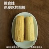 [屁侠推荐]下厨房 双生蜜糯玉米 北京农科院玉米研究中心新品种  220g/根 周四 商品缩略图2