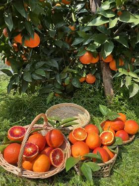 【会员21.5/4颗】李子妃重庆垫江长寿湖血橙