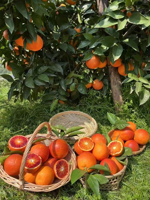 【会员21.5/4颗】李子妃重庆垫江长寿湖血橙 商品图0