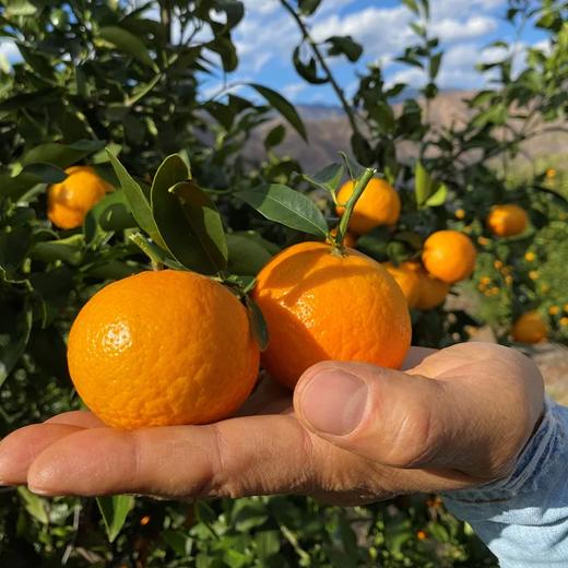 极客沃柑 | 甜度高 果味浓 汁水丰盈   果子生长的环境相比平原恶劣很多，所以果子难免都有些花皮，不影响食用！⭐️中通快递 商品图2