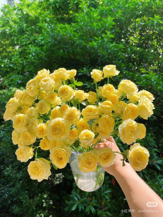 多头玫娃娃公主 商品图0