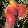 【抢鲜吃❗️19.9秒5斤🔥海南贵妃芒】爆甜多汁，细腻滑嫩，皮薄核小，正宗水果芒果大非大青芒玉芒核薄多汁味甜 商品缩略图2
