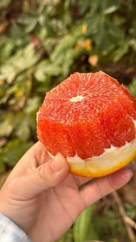 橙中贵族—中华红血橙，天然红色的果肉，晶莹剔透，粒粒分明，汁水犹如玛瑙，非常诱人，它的口感，更是将美妙发挥到了极致，不尝中华红橙，你永远都不知道其味～