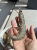 【叔贵专属】桑塔厄瓜多尔虾 1.65kg/盒 20-30规格   盐冻处理，原盒进口，拒绝二次分装，拒绝泡药，老人小孩都能吃！ 商品缩略图0