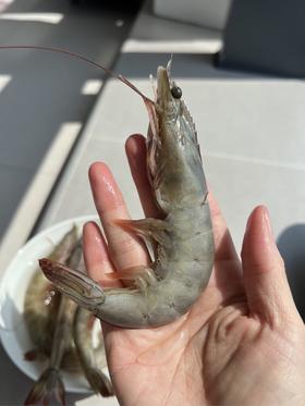 【陈小舒专属】桑塔厄瓜多尔虾 1.65kg/盒 20-30规格   盐冻处理，原盒进口，拒绝二次分装，拒绝泡药，老人小孩都能吃！