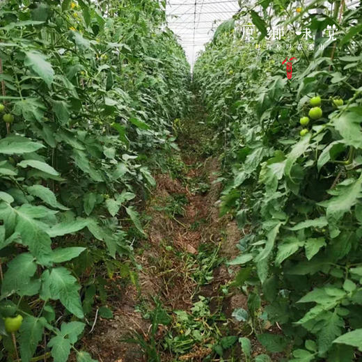 有机西红柿/番茄（基地直发-顺丰快递）| 3斤/4.5斤，来自广州从化，生产者：郭锐【合作生产，公平贸易】 商品图4