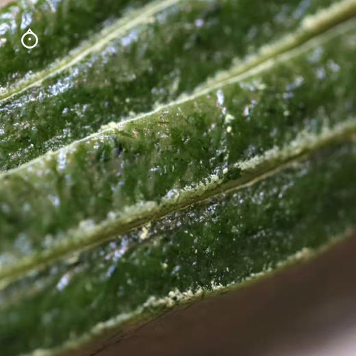 【非江浙沪皖拍】企鹅市集|宁波艾草麻糍 手工制作 当季鲜艾草 时令风味软糯可口 商品图2