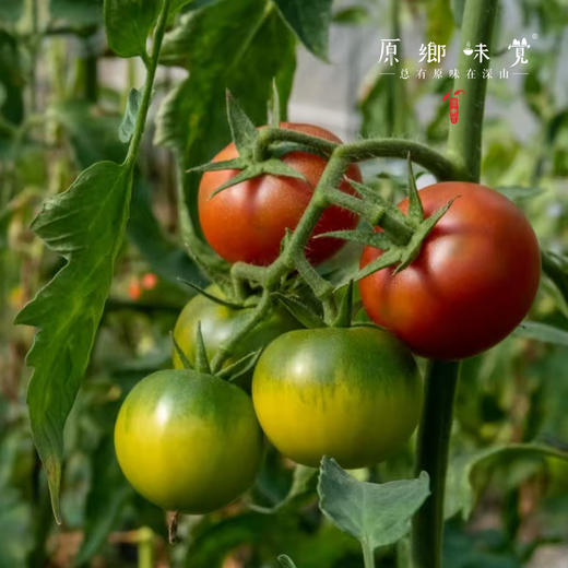 有机西红柿/番茄（基地直发-顺丰快递）| 3斤/4.5斤，来自广州从化，生产者：郭锐【合作生产，公平贸易】 商品图10