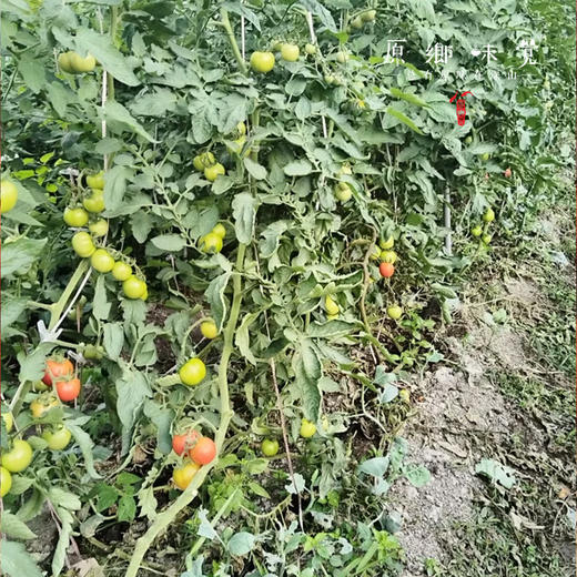 有机西红柿/番茄（基地直发-顺丰快递）| 3斤/4.5斤，来自广州从化，生产者：郭锐【合作生产，公平贸易】 商品图1