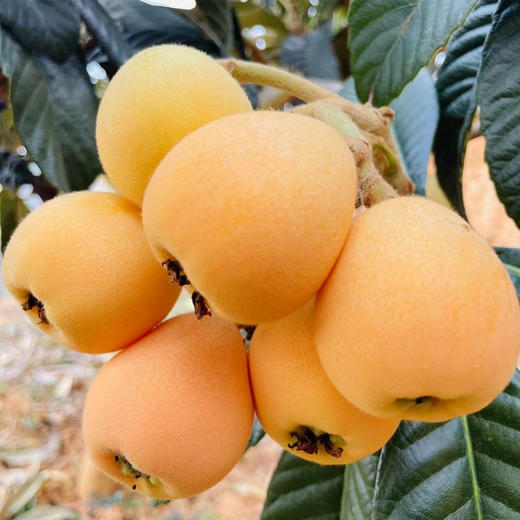 枇杷（礼盒）净重2kg/件 商品图3