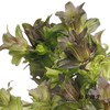 配花 | 风铃花牛奶淡紫 商品缩略图4