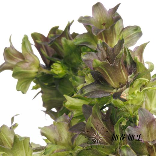 配花 | 风铃花牛奶淡紫 商品图4