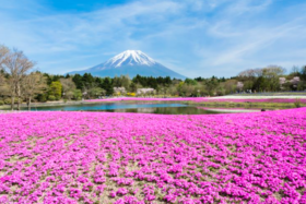 【五一】<日本大阪+奈良+京都+富士山+箱根+东京6天-深圳直飞>心斋桥·道顿堀、伏见稲荷大社、富士芝樱祭、忍野八海、箱根大社、芦之湖游船、大涌谷、秋叶原动漫街、银座