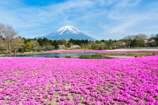 【五一】<日本大阪+奈良+京都+富士山+箱根+东京6天-深圳直飞>心斋桥·道顿堀、伏见稲荷大社、富士芝樱祭、忍野八海、箱根大社、芦之湖游船、大涌谷、秋叶原动漫街、银座 商品图0