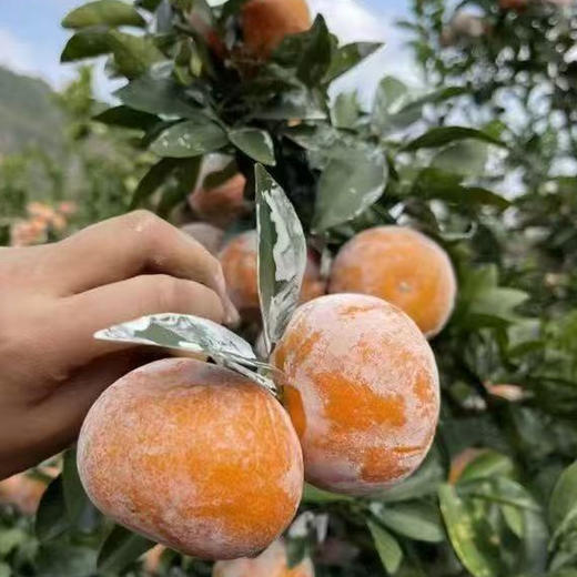 广西茂谷柑（脏脏柑）新鲜沃柑橘新鲜到爆！皮薄肉嫩，汁多味甜，吃一口就爱上！ 商品图6