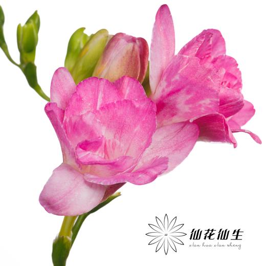 配花 | 小苍兰蜜月 商品图4