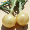 「专业种子」金福303 洋葱杂交种子 中短日照，中早熟黄皮洋葱，球重约320g 商品缩略图0
