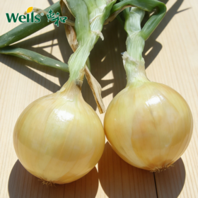 「专业种子」金福303 洋葱杂交种子 中短日照，中早熟黄皮洋葱，球重约320g