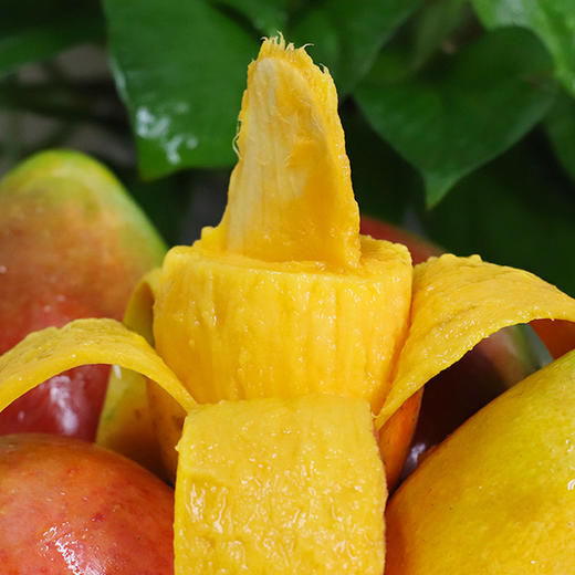 【海南好物】贵妃芒果 果香浓郁 果大核小 皮薄肉厚 商品图3