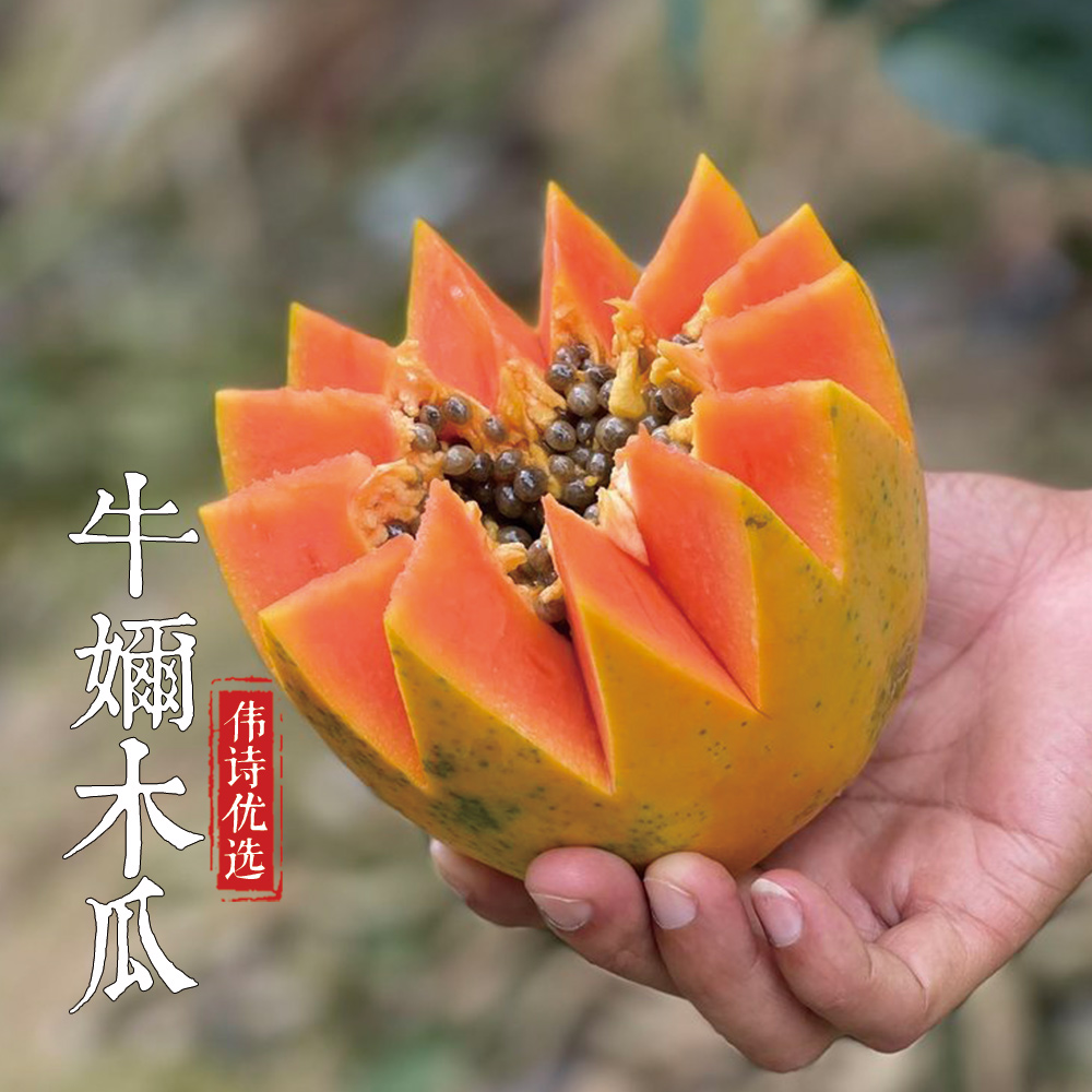 伟诗优选 | 牛奶木瓜