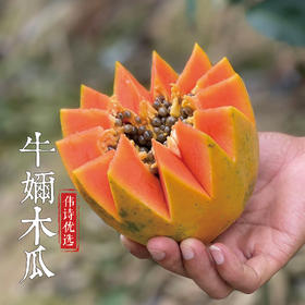 伟诗优选 | 牛奶木瓜