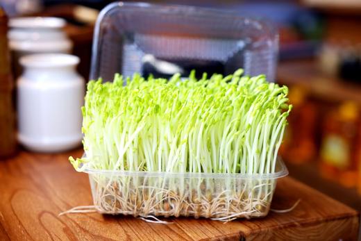 豌豆黄金苗 商品图0