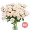 【方德多头玫瑰】寿司 10枝 （新品） 商品缩略图0