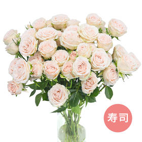 【方德多头玫瑰】寿司 10枝 （新品）