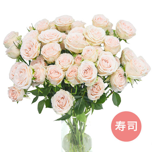 【方德多头玫瑰】寿司 10枝 （新品） 商品图0