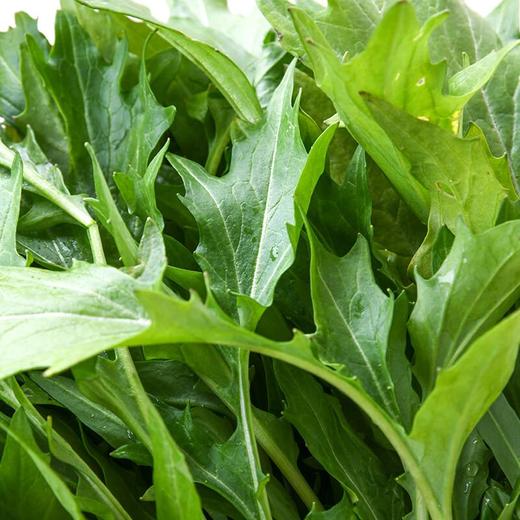 水晶菜200g 商品图1