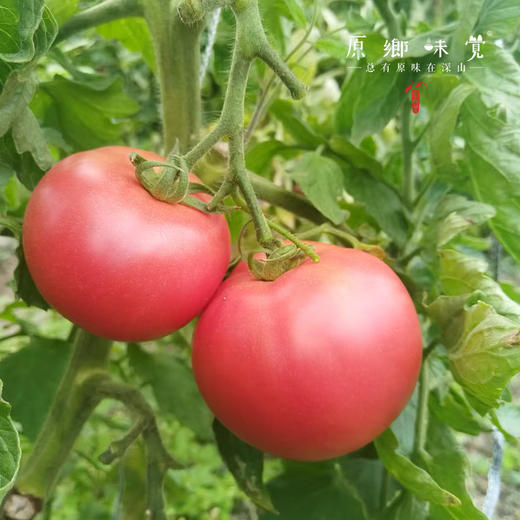 有机西红柿/番茄（基地直发-顺丰快递）| 3斤/4.5斤，来自广州从化，生产者：郭锐【合作生产，公平贸易】 商品图8