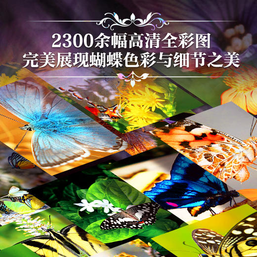 《世界蝴蝶全书》四项专属赠品，一部蝴蝶图鉴+蝴蝶知识百科+蝴蝶观察指南，全书收录了800多种蝴蝶，2300多幅高清插图 商品图4