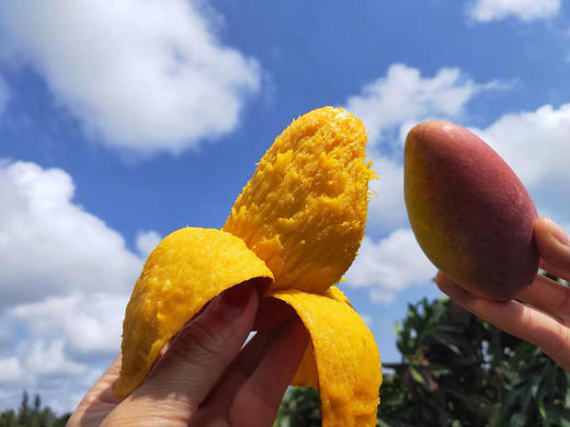 【树上熟贵妃芒】肉厚核薄 甜香满溢，甜度可达15-20度，新鲜采摘，自然成熟 CC 商品图3