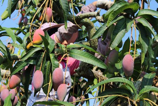 【树上熟贵妃芒】肉厚核薄 甜香满溢，甜度可达15-20度，新鲜采摘，自然成熟 CC 商品图4