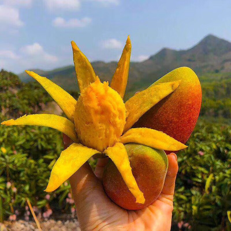 【海南贵妃芒】爆甜多汁，细腻滑嫩，皮薄核小，正宗水果芒果大非大青芒玉芒核薄多汁味甜
