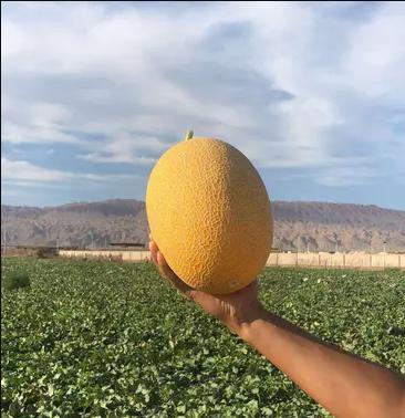 【会员31.5/颗】都知金蛋恐龙蛋黄皮哈密瓜 商品图4