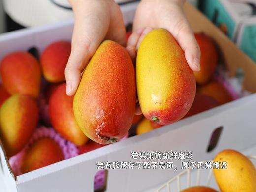 【树上熟贵妃芒】肉厚核薄 甜香满溢，甜度可达15-20度，新鲜采摘，自然成熟 CC 商品图10