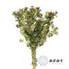 配花 | 风铃花牛奶淡紫 商品缩略图1