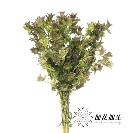 配花 | 风铃花牛奶淡紫 商品图1