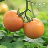 有机西红柿/番茄（基地直发-顺丰快递）| 3斤/4.5斤，来自广州从化，生产者：郭锐【合作生产，公平贸易】 商品缩略图9