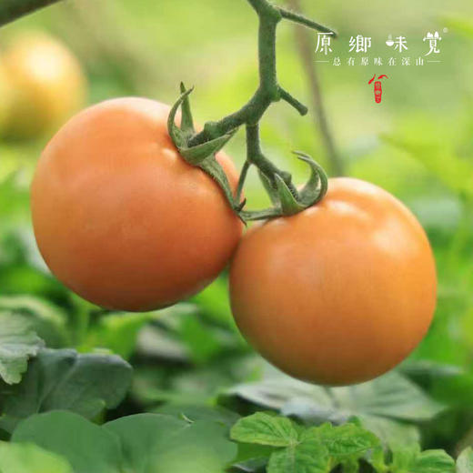 有机西红柿/番茄（基地直发-顺丰快递）| 3斤/4.5斤，来自广州从化，生产者：郭锐【合作生产，公平贸易】 商品图9