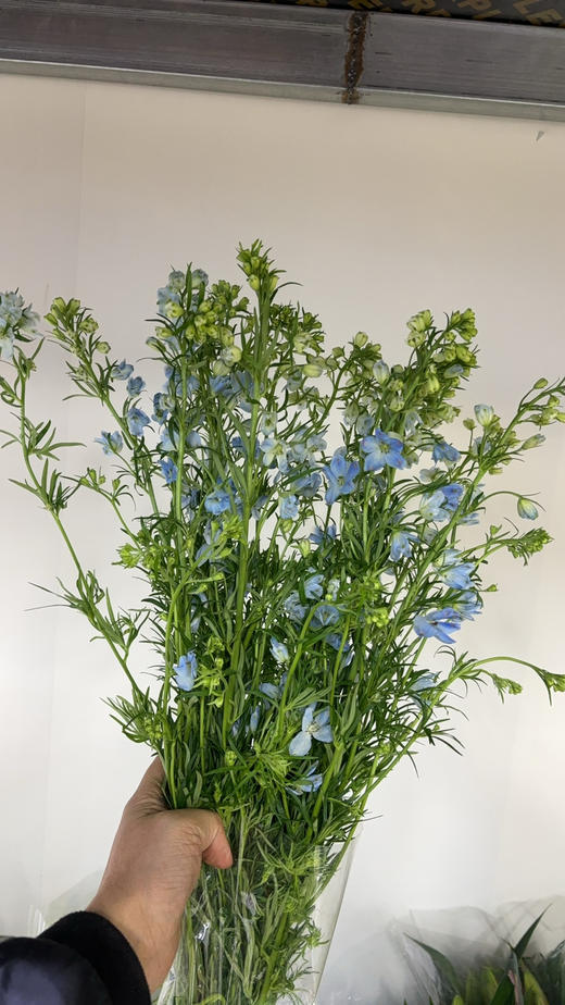 小飞燕 商品图7